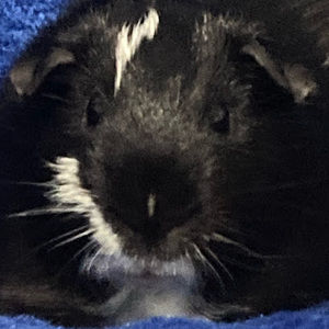 Meet your Posher, Peep